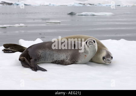 Guarnizione crabeater Lobodon carcinophaga appoggiato su una pentola di acqua salata del mare di ghiaccio a ovest Penisola Antartica Foto Stock