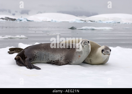 Guarnizione crabeater Lobodon carcinophaga appoggiato su una pentola di acqua salata del mare di ghiaccio a ovest Penisola Antartica Foto Stock