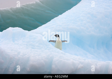 Adelie penguin Pygoscelis adeliae sul ghiaccio del ghiacciaio lungo la western Penisola Antartica Antartide Oceano Meridionale Foto Stock