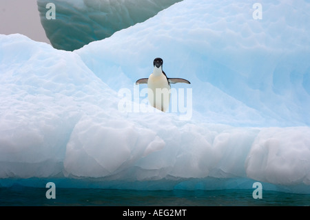 Adelie penguin Pygoscelis adeliae sul ghiaccio del ghiacciaio lungo la western Penisola Antartica Antartide Oceano Meridionale Foto Stock