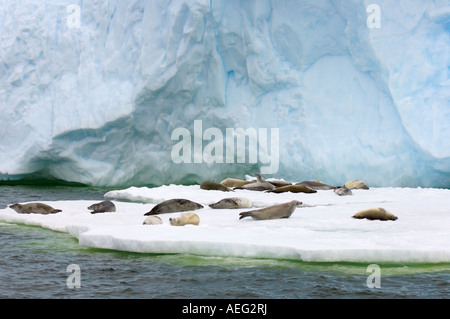 Le guarnizioni crabeater Lobodon carcinophaga appoggiato su una pentola di acqua salata del mare di ghiaccio a ovest Penisola Antartica Foto Stock