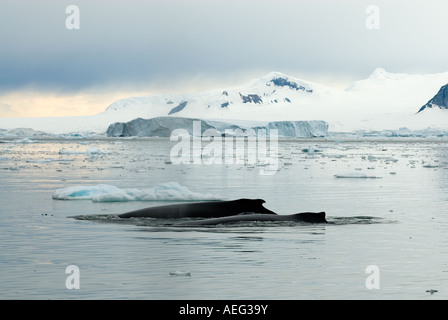 Guarnizione crabeater Lobodon carcinophaga appoggiato sul ghiaccio del ghiacciaio lungo la western Penisola Antartica Antartide Oceano Meridionale Foto Stock