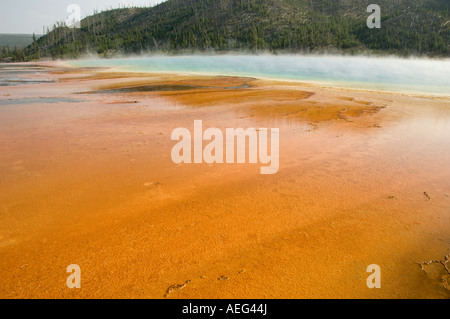 Mammoth Hot Sprint, il Parco Nazionale di Yellowstone Foto Stock