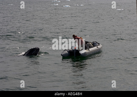 Viaggiatori avventurosi osservare balene Humpback Megaptera novaeangliae off occidentale della Penisola Antartica Foto Stock