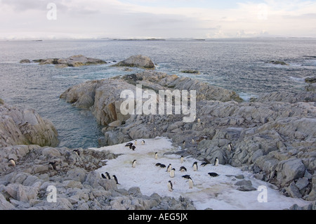 Adelie penguin Pygoscelis adeliae colony lungo la western Penisola Antartica Antartide Oceano Meridionale Foto Stock