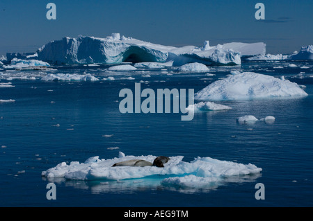 Guarnizione crabeater Lobodon carcinophaga coppia adagiata sul ghiaccio del ghiacciaio lungo la western Penisola Antartica Antartide Foto Stock