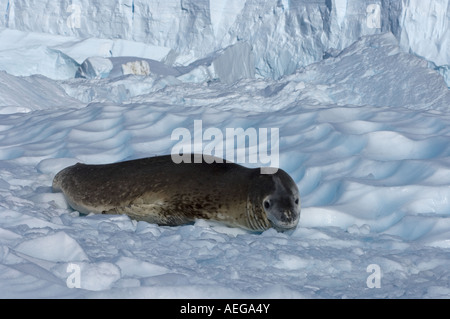 Foche leopardo Hydrurga leptonyx riposa su ghiaccio glaciale lungo la penisola antartica occidentale Antartide Oceano australe Foto Stock