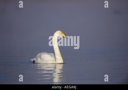 Whooper Swan Cygnus cygnus adulto Unterlunkhofen Svizzera Dezember 1998 Foto Stock