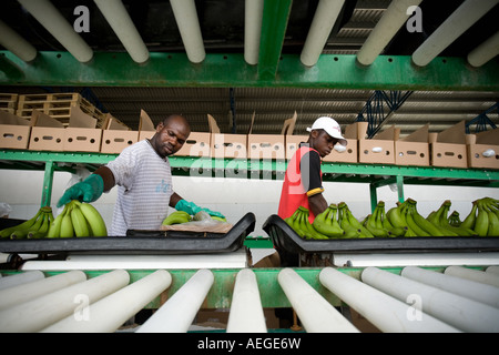 Gli uomini di banane di imballaggio in scatole di cartone per l'esportazione su plantation in Ghana Africa occidentale Foto Stock