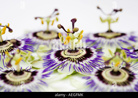 Un gruppo di passione le teste dei fiori su sfondo bianco Foto Stock