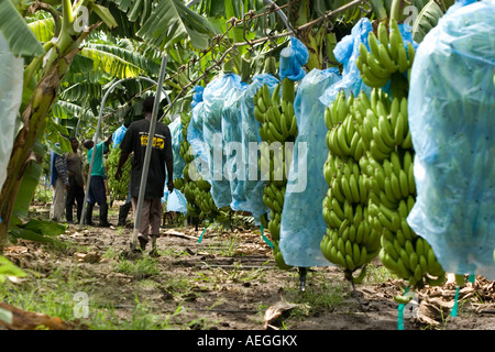 Ferrovia utilizzata per trasportare i grappoli di banane fuori di piantagione durante il raccolto in Ghana Africa occidentale Foto Stock