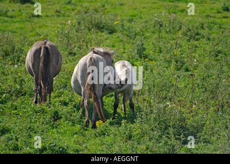 Maialino da latte foal Foto Stock