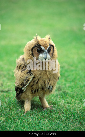 Gran Bretagna, Crow, Nuova Foresta Owl Santuario, Longeared Owl, Asio Otis Foto Stock