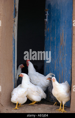 Polli di bianco di entrare nel colpo di stato di pollo attraverso una porta blu in Lesotho Africa Foto Stock