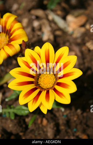 Gazania. tiger stripes. Foto Stock