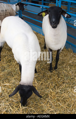Pecore Suffolk a 4H mostra zootecnica presso il Dutchess County Fair di Rhinebeck NY Foto Stock