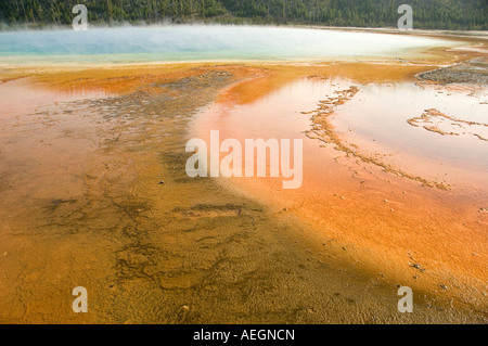 Mammoth Hot Sprint, il Parco Nazionale di Yellowstone Foto Stock