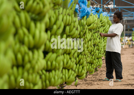 La donna la rimozione di fiori secchi da grappoli di banane su plantation in Ghana Africa occidentale Foto Stock