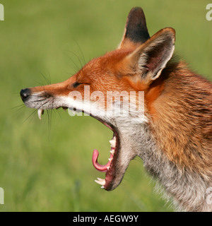 Captive Red Fox, Vulpes vulpes, dal British Centro faunistico, REGNO UNITO Foto Stock