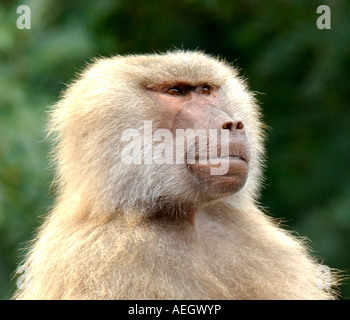 Vicino la testa e le spalle ritratto femminile di Hamadryas Baboon Papio hamadryas con ben sfondo sfocato di alberi Foto Stock