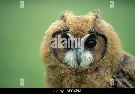 Gran Bretagna, Crow, Nuova Foresta Owl Santuario, Longeared Owl, Asio Otis Foto Stock