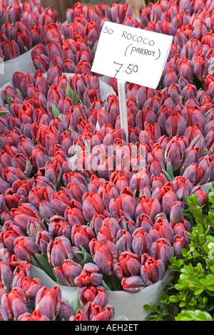 Rococò tulipani pappagallo presso il mercato dei fiori di Amsterdam Paesi Bassi Foto Stock