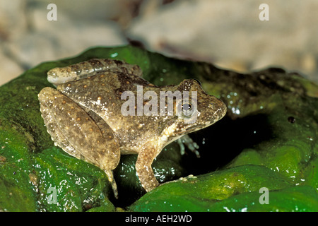 Blanchard's Cricket Rana Foto Stock