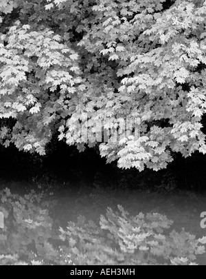 Grandi foglie di acero Acer macrophyllum a streamside in autunno a colori Cottage Grove Oregon Foto Stock