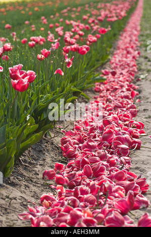 Tagliare le teste a campo di tulipani Paesi Bassi Foto Stock