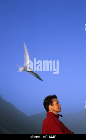 Islanda Hofn Bird attaccando tourist Arctic tern sterna paradisaea Foto Stock