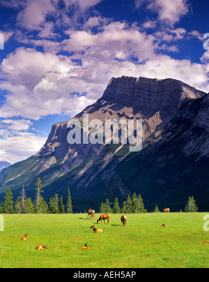 Mount Rundle e alci in prato il Parco Nazionale di Banff in Canada Foto Stock