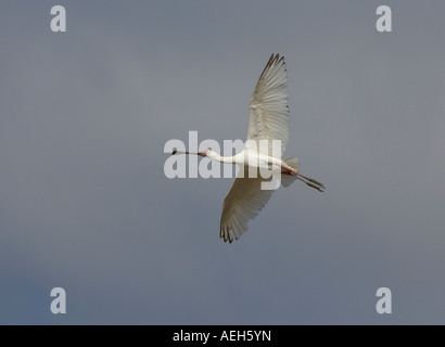 Platalea Alba platalea alba in volo a sud Luangwa National Park in Zambia Foto Stock