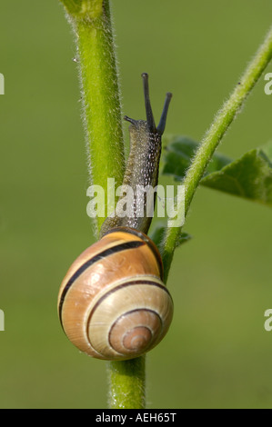 A labbro marrone Cepaea lumaca nemeralis salendo impianto stelo Oxfordshire UK Foto Stock