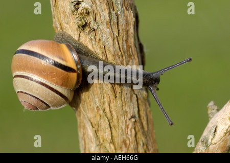 A labbro marrone Cepaea lumaca nemeralis salendo impianto stelo Oxfordshire UK Foto Stock