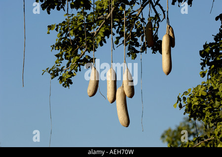 Struttura di salsiccia Kigelia pinnata frutti South Luangwa National Park in Zambia Foto Stock