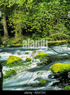 McKenzie River con la nuova crescita su Vite alberi di acero e rocce di muschio Oregon Foto Stock
