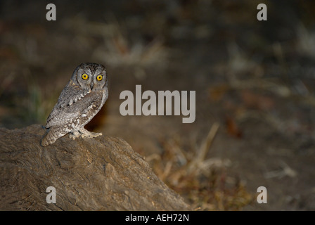 African Assiolo Otus senegalensis appollaiato sul ceppo di albero di notte South Luangwa National Park in Zambia Foto Stock