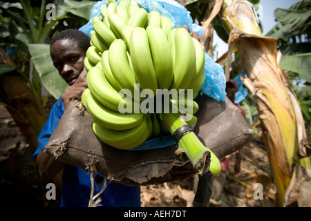Uomo che porta in mano un grappolo di banane sulla sua spalla durante il raccolto su plantation in Ghana Africa occidentale Foto Stock