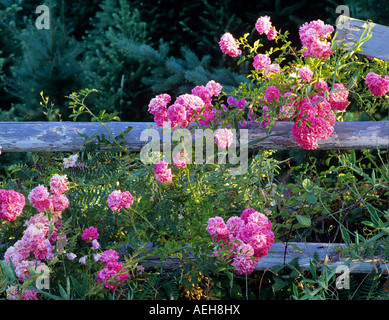 Le rose selvatiche crescente sul vecchio recinto Vicino a Alpine Oregon Foto Stock