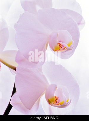 Orchid Alba Hunter X Blanca Grande Orglade X Cupola polare Foto Stock