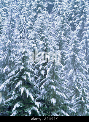 Douglas abeti dopo la tempesta di neve vicino Bellfountain Oregon Foto Stock