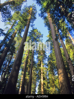 Boschetto di alberi di sequoia Parco Nazionale di Redwood in California Foto Stock