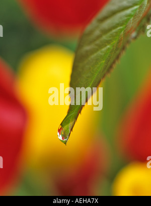 L'acqua che gocciola dalla molla a balestra con i tulipani nel retro Vicino a Alpine Oregon Foto Stock