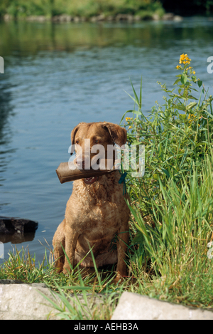 Wet Chesapeake Bay Retriever cane con ciuccio in bocca Foto Stock