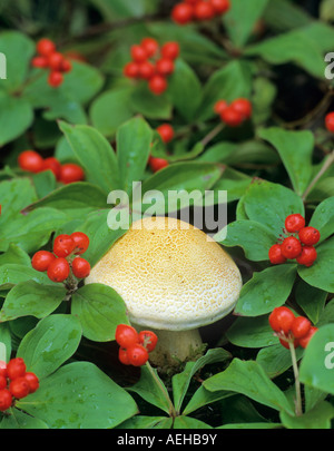 Nana bacche corniolo sanguinello Cornus candensis con fungo vicino a Fairbanks Alaska Foto Stock