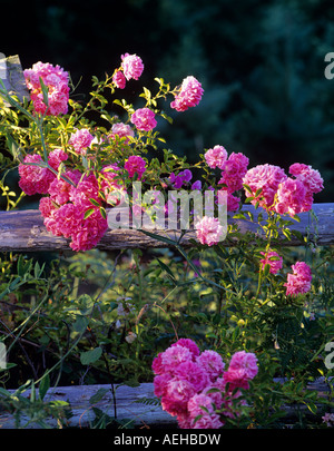 Le rose selvatiche crescente sul vecchio recinto Vicino a Alpine Oregon Foto Stock