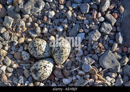 American Avocet nido con uova Estate Lago membro Wildlife Refuge Oregon Foto Stock