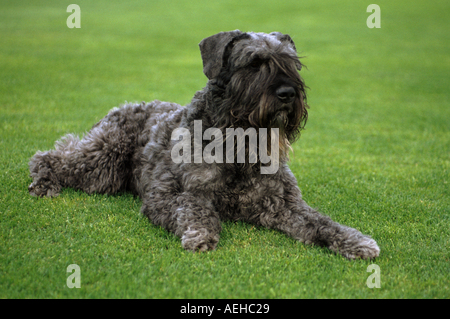 Bouvier des Flandres cane - sdraiato sul prato Foto Stock