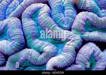 Brain coral upscale store Tualitin Oregon Foto Stock