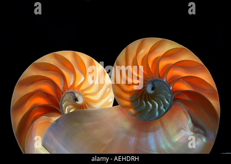 Nautilus conchiglia di mare Foto Stock